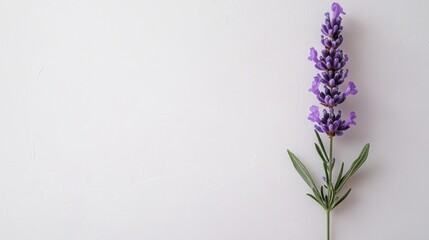 Naklejka premium Single lavender sprig with soft purple tones on solid white background, detailed and calming