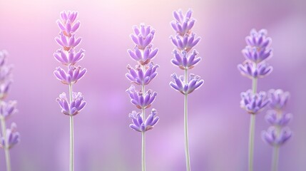 Obraz premium Lavender Flowers in Bloom