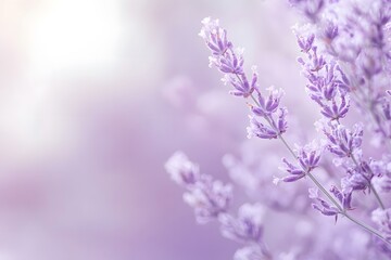 Naklejka premium Lavender Flowers in Bloom