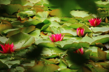 pink lotus flower