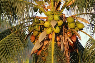 coconut palm tree