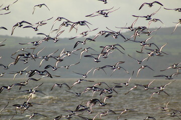 flock of seagulls