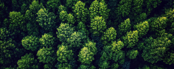 A lush green forest with many trees. The trees are tall and green, and the forest is dense