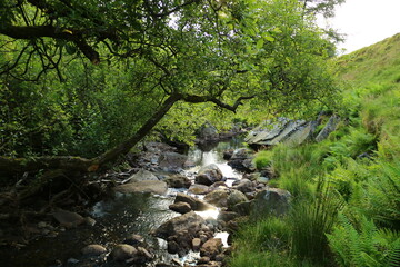 stream in the forest
