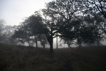 misty morning in the forest