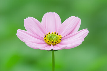 Pink flower in bloom, showcasing its yellow and green center against a blurred green background