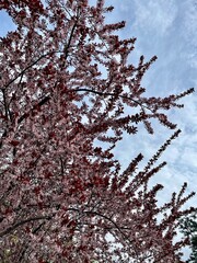 cherry tree in bloom