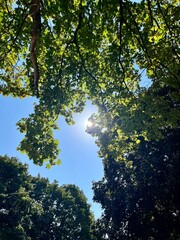 sun shining through the trees