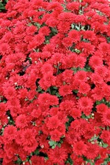 Obraz premium Red flowers