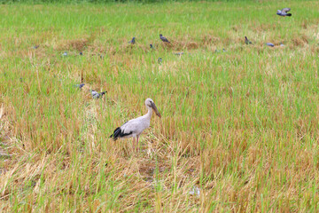 Openbill is foraging in the middle of a rice field.