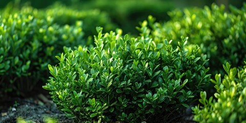 Cultivated Green Velvet Boxwood Variety Buxus sinica