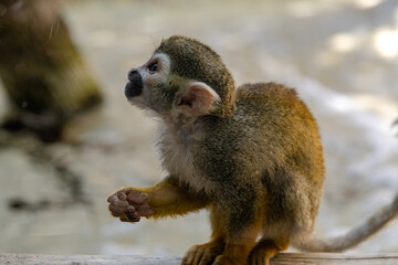Squirrel Monkey