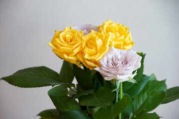 紫と黄色のばら