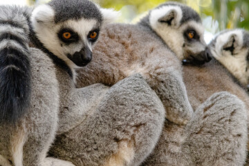 lemur on a tree