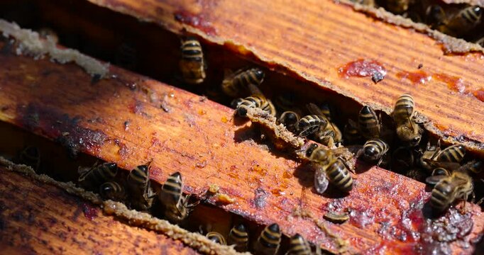 bees and their hive with wooden honeycomb frames, a bee hive with honey bees in sunny weather in summer