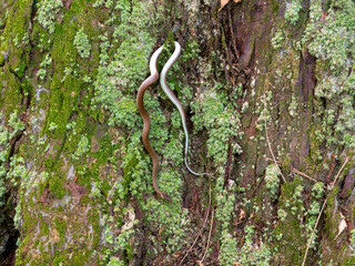 木の幹を這う蛇
