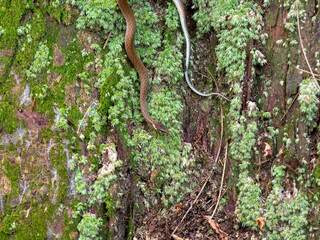 木の幹を這う蛇