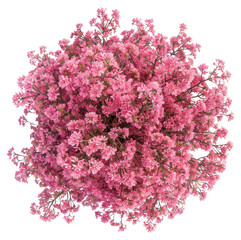 PNG Pink flower tree flowers blossoms petals.