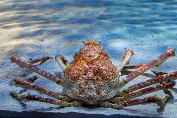 水底の砂の上にたたずむタカアシガニ