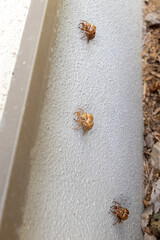 白い外壁に残されたセミの抜け殻