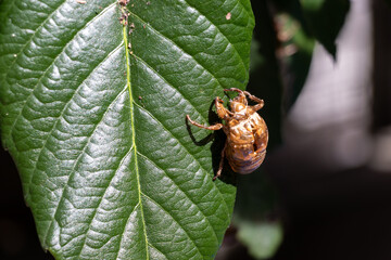 緑の葉に残されたセミの抜け殻