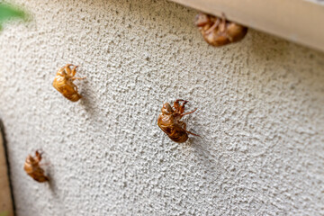 白い外壁に残されたセミの抜け殻