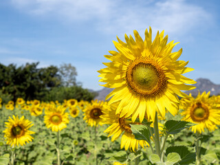 close-up of large sunflower in full bloom, with vast field, trees, and mountains under sunny blue sky