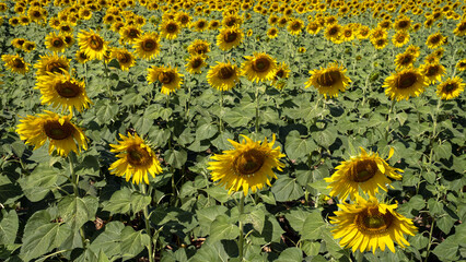 Expansive sunflower field in full bloom, with numerous field facing sun under clear blue sky. scene...