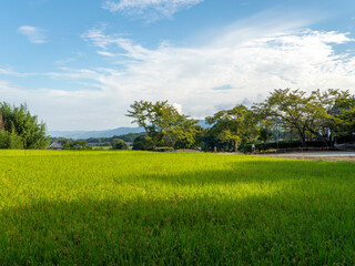 Fototapeta premium 明日香村の田園風景