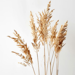 Fototapeta premium Tall dried grasses on a white background.