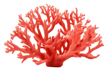 PNG Fire coral nature plant sea.