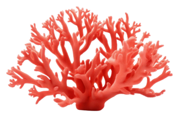 PNG Fire coral nature plant sea.