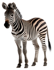 PNG Baby zebra wildlife standing animal.