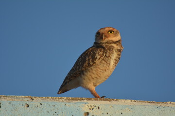 owl on a sunny day