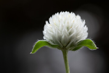黒い背景の中で咲く一輪の白い千日紅の花の横からのアップ