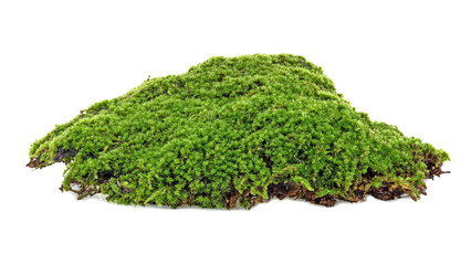 Green moss isolated on transparent png