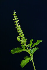 Blooming basil flowers on isolated black background.