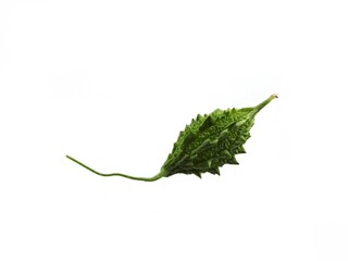 Bitter melon or Bitter Gourd (Momordica charantia) isolate on the white background, healthy food.