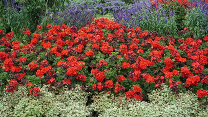 Vibrant Garden with Red Geraniums and Purple Flowers floral background