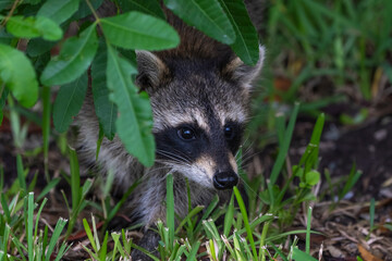 raccoon
