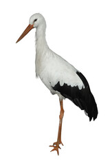 Beautiful European white stork on white background. Exotic bird