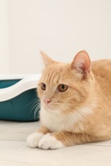 Cute ginger cat lying near litter tray on floor indoors
