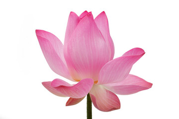 Soft Pink Lotus Flower on White Background