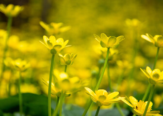 Yellow Flowers 