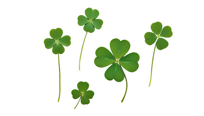 four green clover leaf background celebration day design flora flower 4 fresh holiday hope ireland irish isolated joy luck lucky natural nature patrick plant saint signs spring symbol texture