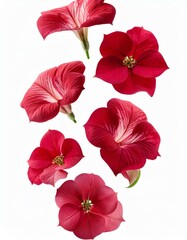 Obraz premium Flores de colores