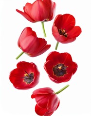 Obraz premium Tulipanes rojos