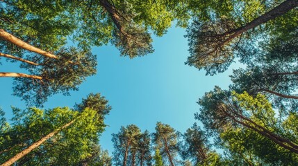 Fototapeta premium A panoramic view of towering green trees against a clear blue sky. Perfect for framing nature-themed content with ample copy space