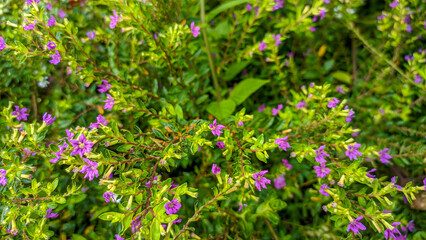 Obraz premium Flowerbeds of blooming cuphea hyssopifolia (false heater) with white and purple flowers dotting the city park