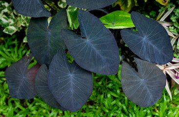 Colocasia 'Black magic' growing in the garden. 'Black Magic' has the deepest, darkest coloured...